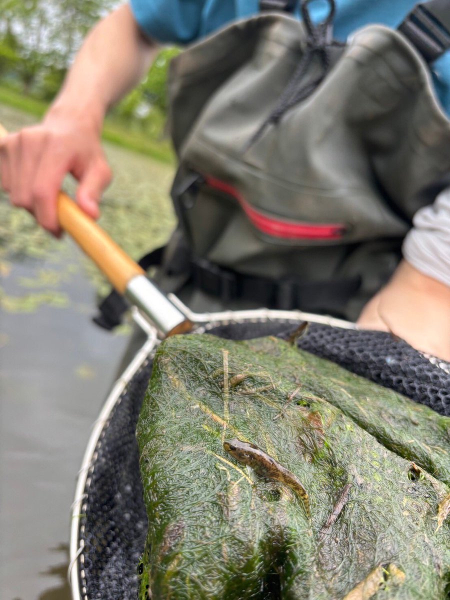 Ike_ic3's tweet photo. 本日の生物観察結果

天候が良くなかったため、あまり生物は見られませんでしたが、以下の生物が観察できました。

[魚類]
ミナミメダカ、トウヨシノボリ

[両生類]
アマガエル、トウキョウダルマガエル

[昆虫類]
ガムシ、ミズカマキリ、ベニイトトンボ

[植物]
ヒルムシロ、ヒシ、アヤメ？ https://t.co/du5gUHZe15