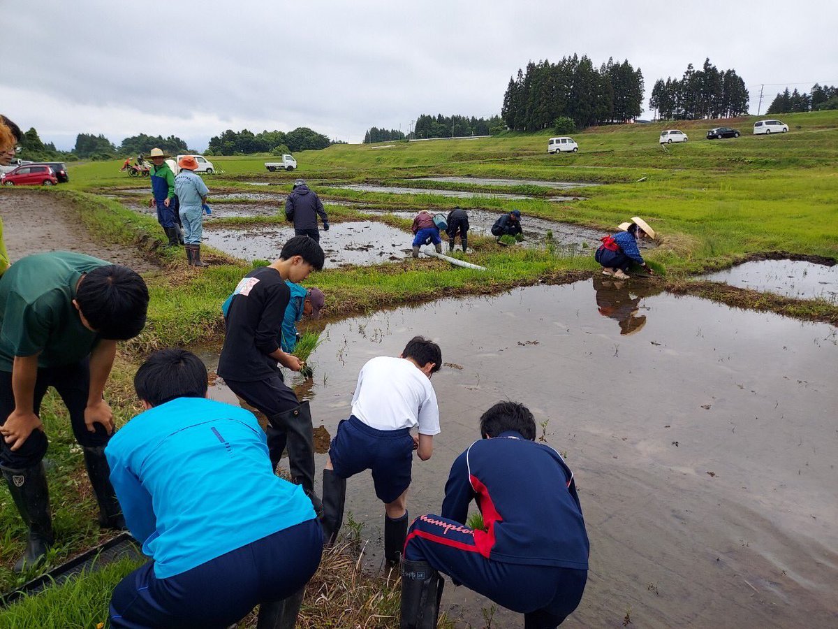 Ike_ic3's tweet photo. 6/2(日)に、田植えを行いました！

天候は曇りのち小雨と恵まれませんでしたが(大雨よりはマシ)、地元の農家さんに教えていただきながら無事終了できました。

女性メンバーは伝統的な早乙女衣装で参加しました！

今年も収穫に期待です！ https://t.co/qTam05Rem5