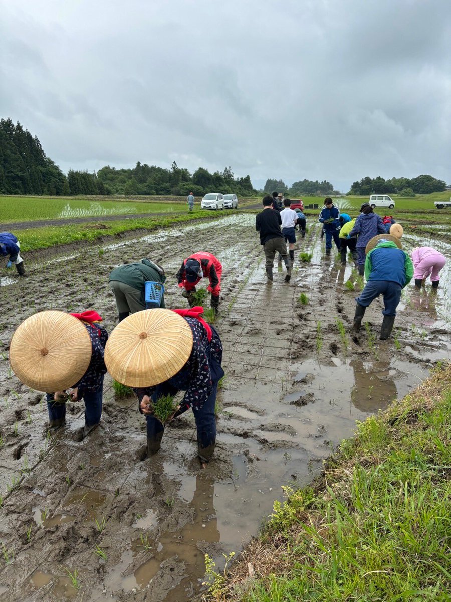 Ike_ic3's tweet photo. 6/2(日)に、田植えを行いました！

天候は曇りのち小雨と恵まれませんでしたが(大雨よりはマシ)、地元の農家さんに教えていただきながら無事終了できました。

女性メンバーは伝統的な早乙女衣装で参加しました！

今年も収穫に期待です！ https://t.co/qTam05Rem5