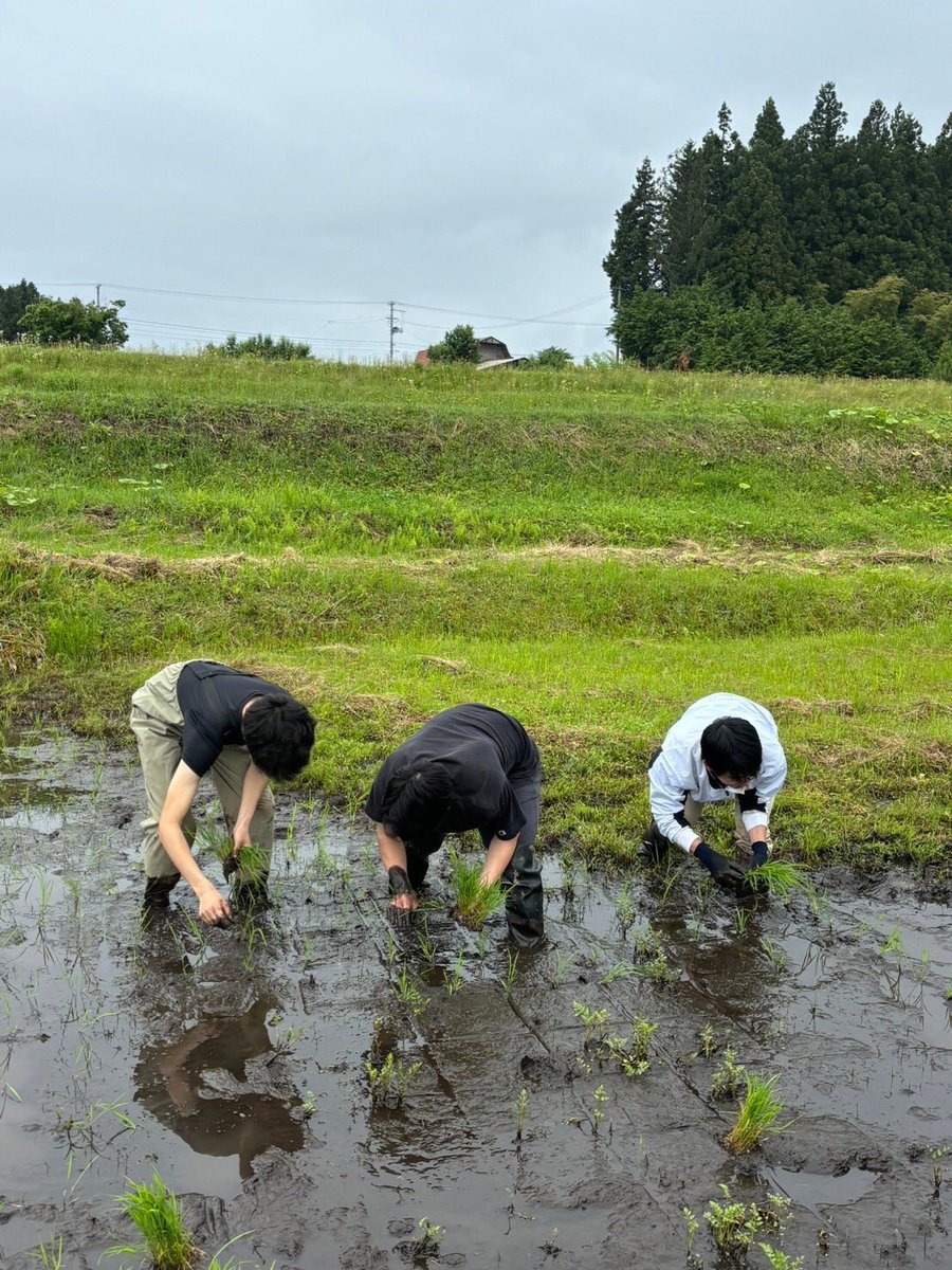 Ike_ic3's tweet photo. 6/2(日)に、田植えを行いました！

天候は曇りのち小雨と恵まれませんでしたが(大雨よりはマシ)、地元の農家さんに教えていただきながら無事終了できました。

女性メンバーは伝統的な早乙女衣装で参加しました！

今年も収穫に期待です！ https://t.co/qTam05Rem5