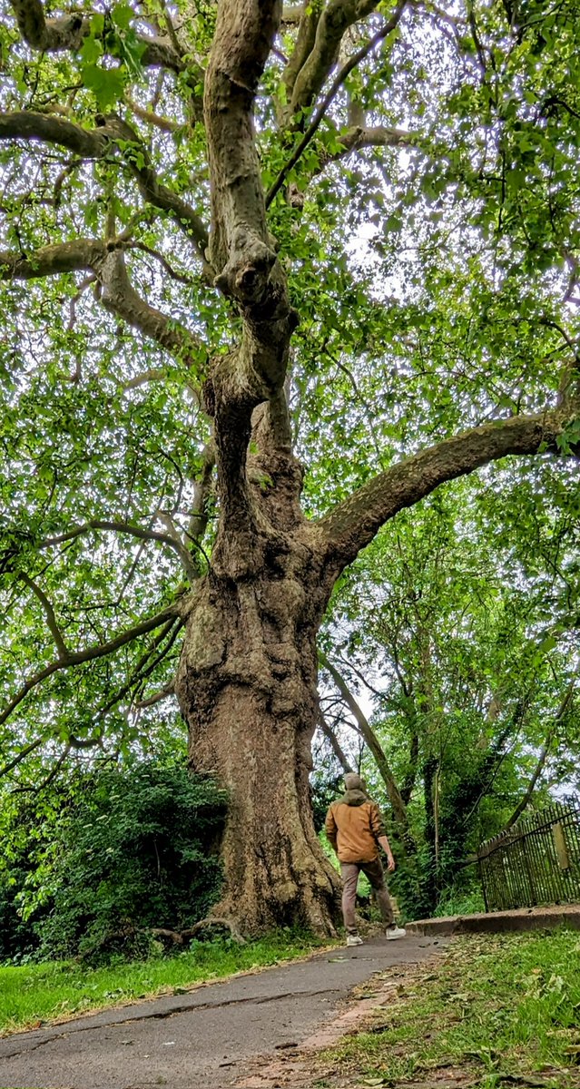 colwynn's tweet photo. Taking a walk along the Wandle Trail. Look at this chonky Sycamore!

#ThickTrunkTuesday https://t.co/oRlKVYMIq2