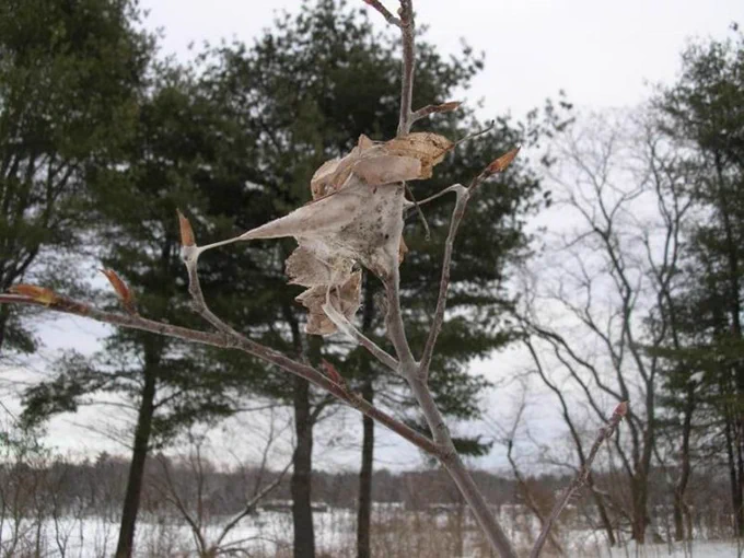 Browntail moth nest - photo credit Tom Schmeelk - Maine Forest Service