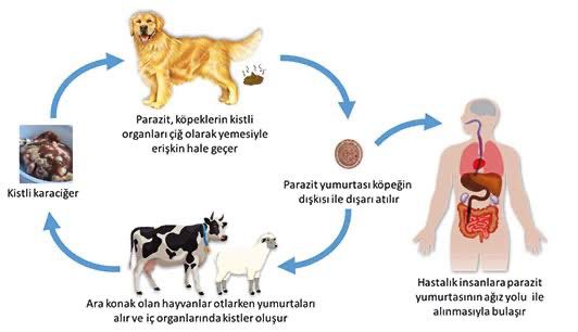 PARKLARDA ÇOCUKLARA BULAŞIYOR...

Türkiye Ekinokokkoz Durum Raporu'ndaki vahim tablo:

Ankara: rastgele 2.921 kişinin 439’u (%15)

Kocaeli: rastgele 388 lise öğrencisinin ise 30’u (%8,9) kist hidatik seropozitif...