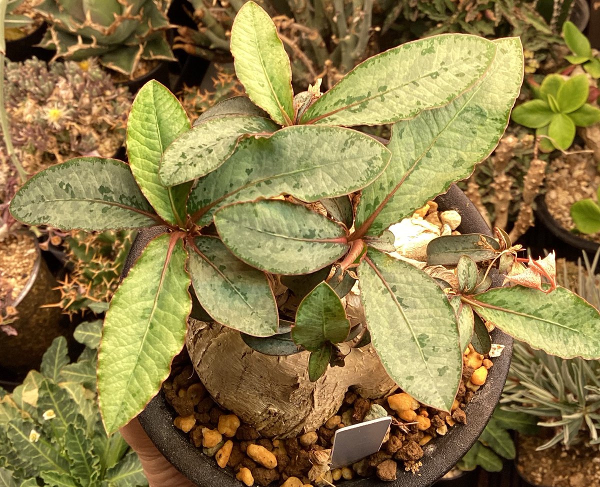 ふじさき tweet media