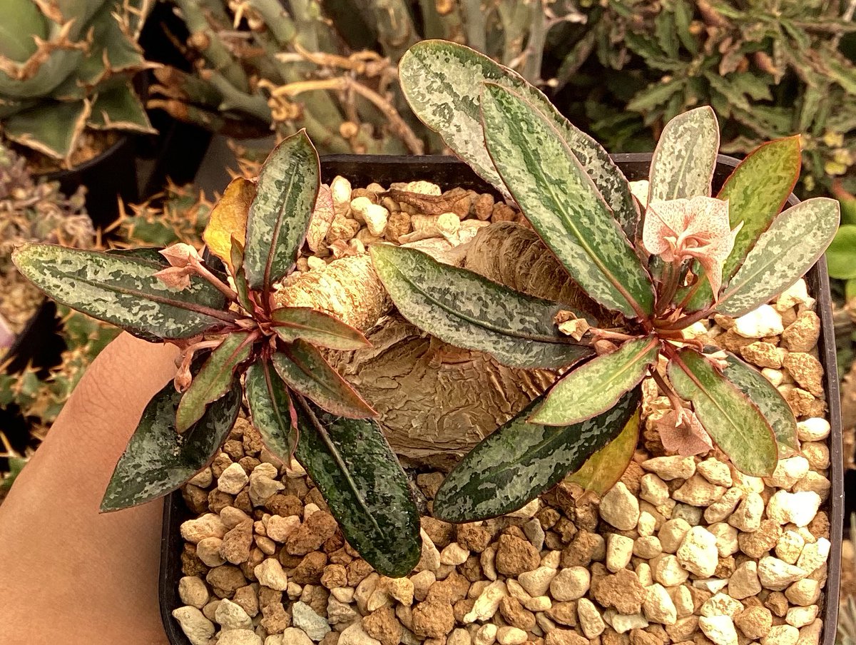 ふじさき tweet media