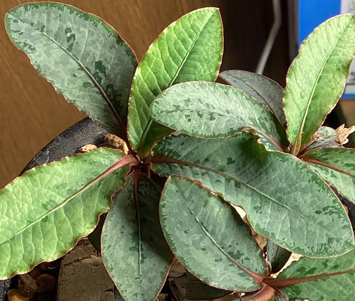 ふじさき tweet media