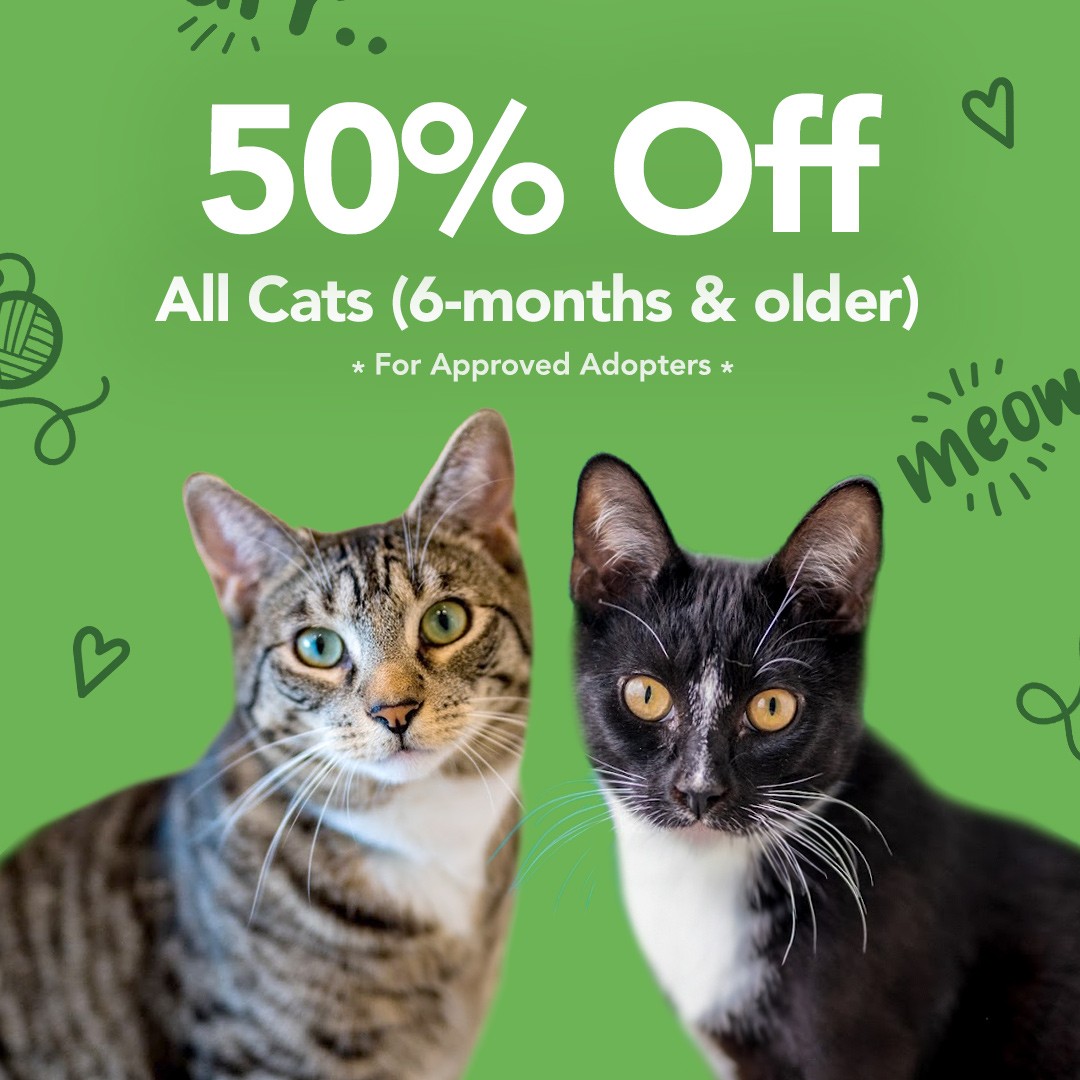 AnimalLeague's tweet photo. June is Adopt-A-Cat-Month and we’re having an Adoption Special!  All felines 6 months and older will be 50% off!   For more information please visit:  https://t.co/NIBKJ4W0EW #GetYourRescueOn #BiancasFurryFriends #80YearsofRescue https://t.co/o6GUpAUPYo