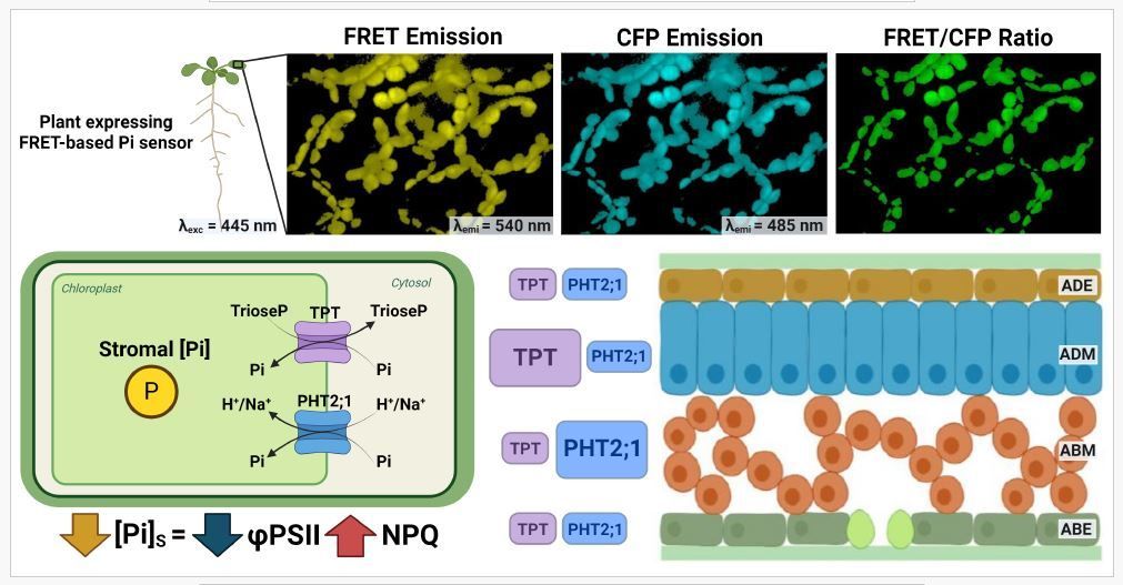 NEWS & VIEWS -- A matter of quantity: the effect of chloroplast stromal phosphate levels on photosynthetic efficiency (Pablo Ignacio Calzadilla) buff.ly/4ayy1yI @ASPB #PlantSci