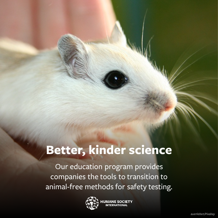 humaneworldeat's tweet image. Through the @AFSAcollab, we worked with global science experts to create the first-of-its-kind educational program to help companies transition to animal-free science for chemical tests. 🧪⚗️ 

Learn more about our #AFSAMasterClass: hsi.org/news-resources…