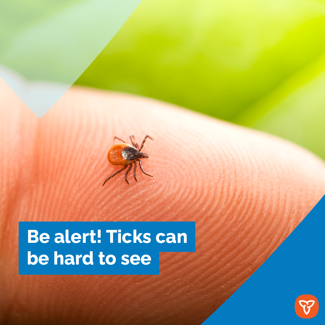ONThealth's tweet photo. Blacklegged ticks (also called deer ticks) are small and hard to see. Learn how to spot blacklegged ticks so you can protect yourself and your family from tick-borne diseases like #LymeDisease, anaplasmosis, babesiosis and Powassan virus. https://t.co/6RM8xcISIH #TickPrevention https://t.co/43ot1iuDHu
