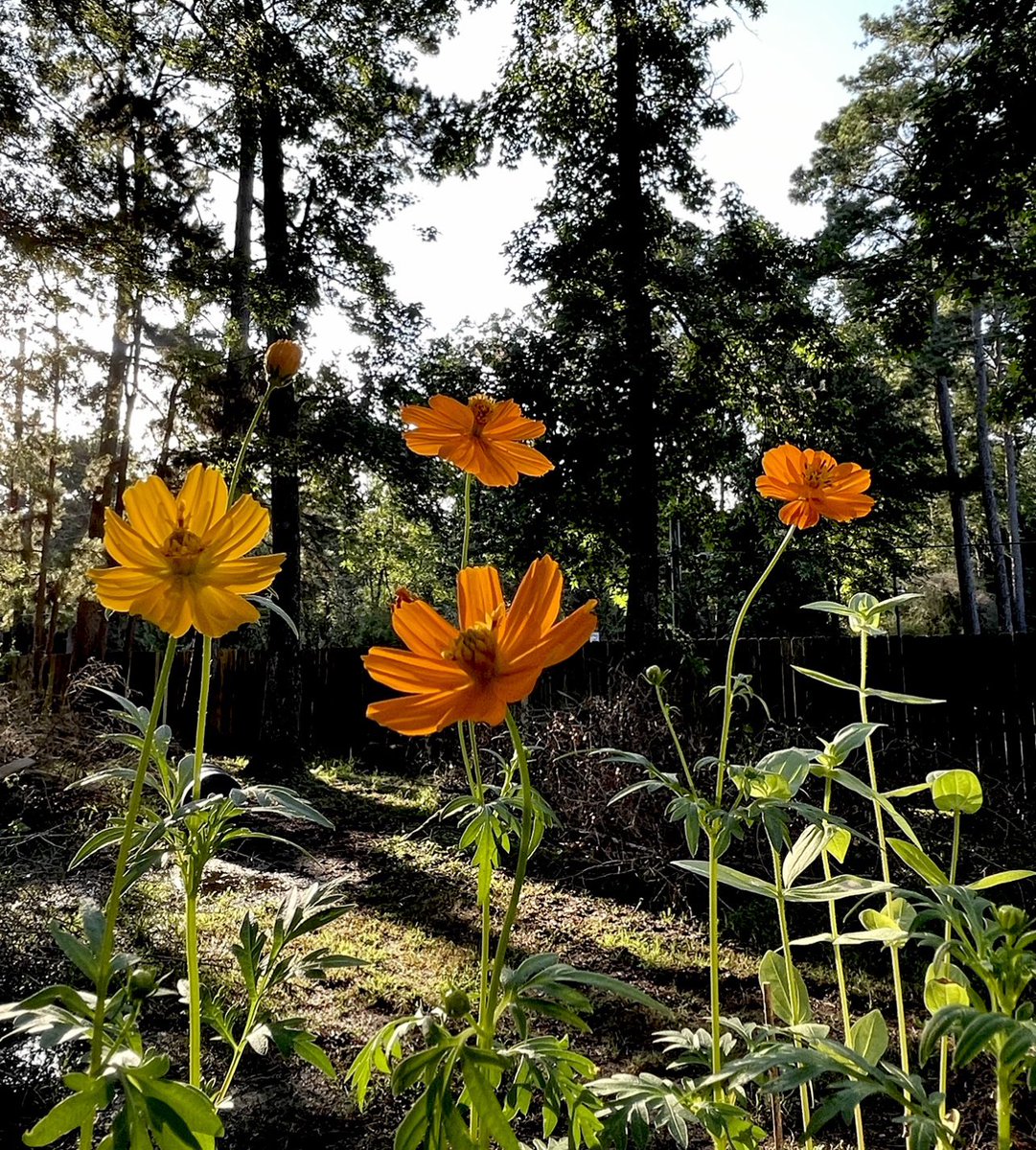 Cre8tive_'s tweet photo. Happy Monday 💛🧡

✨Floating Flowers✨ https://t.co/u70fQA5bJY