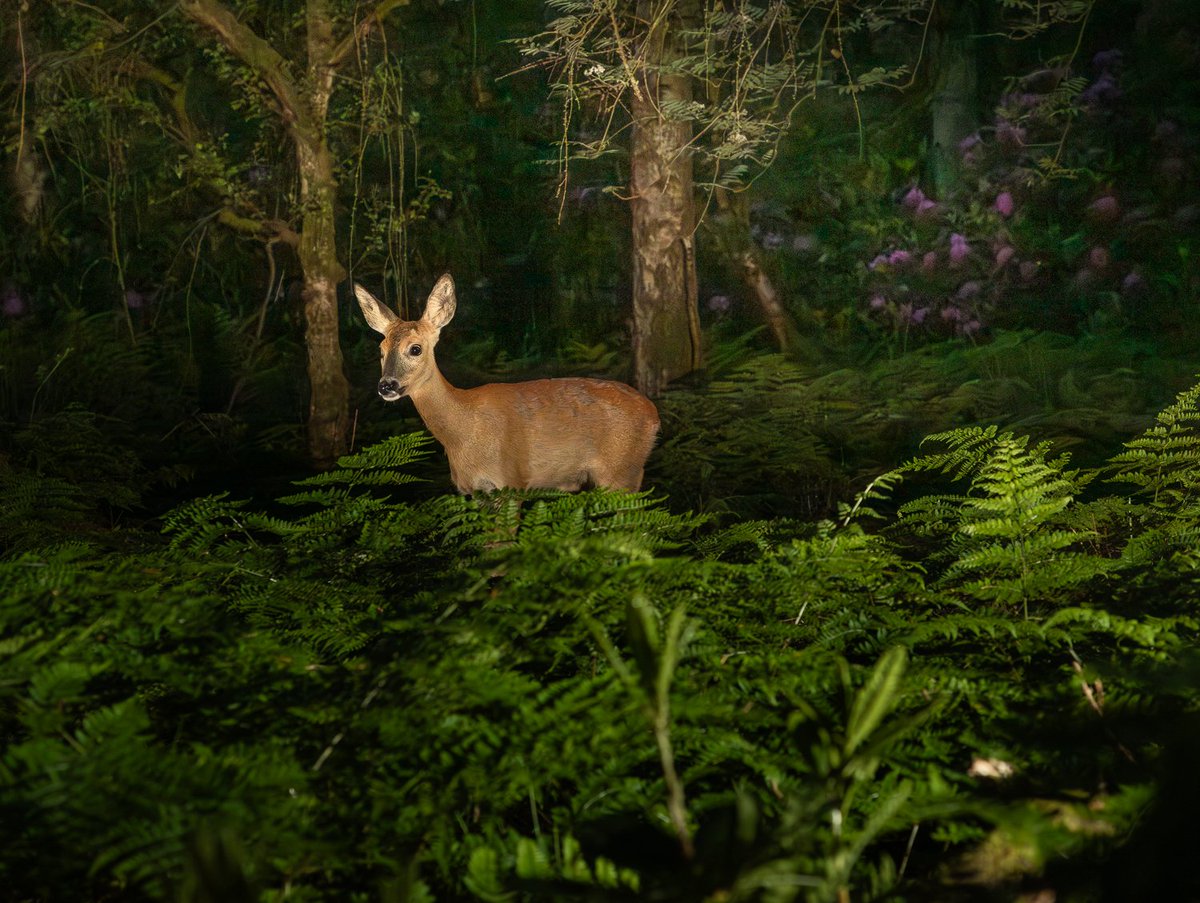 PhotographyFast's tweet photo. Currently setting up a bit of Camera trapping with a Camtraptions PIR and an old Canon 6D....work in progress 😀 #Camtraptions #wildlife #deer #forest https://t.co/f3qArrnjny