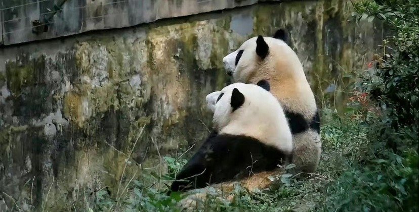 MuLiaoYa's tweet photo. 四川人最值得炫耀的大概就是跟这么可爱的🐼是老乡吧😘 https://t.co/kWWKV0k77l