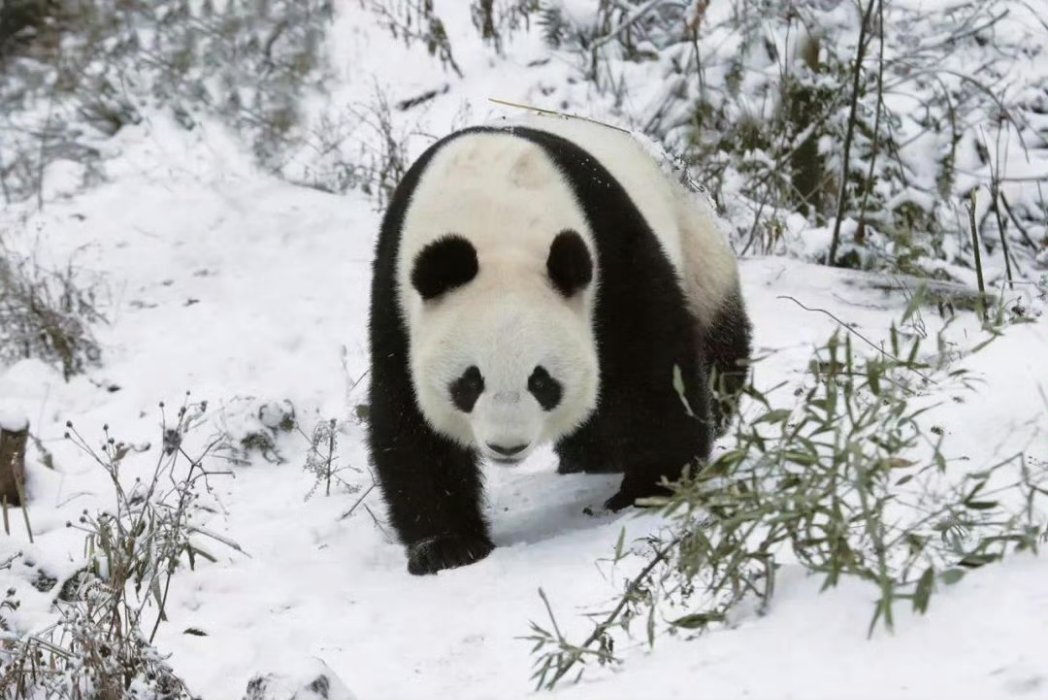 MuLiaoYa's tweet photo. 四川人最值得炫耀的大概就是跟这么可爱的🐼是老乡吧😘 https://t.co/kWWKV0k77l