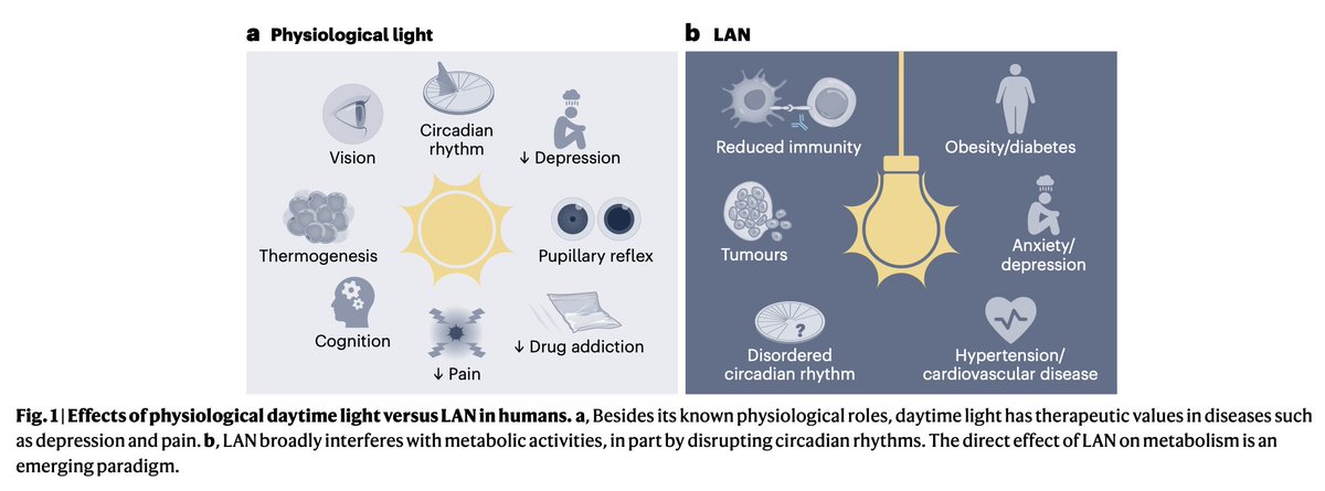 The contrast between the therapeutic effect of daytime physiologic light vs metabolic interference of artificial light at night (LAN) nature.com/articles/s4225… @NatMetabolism review