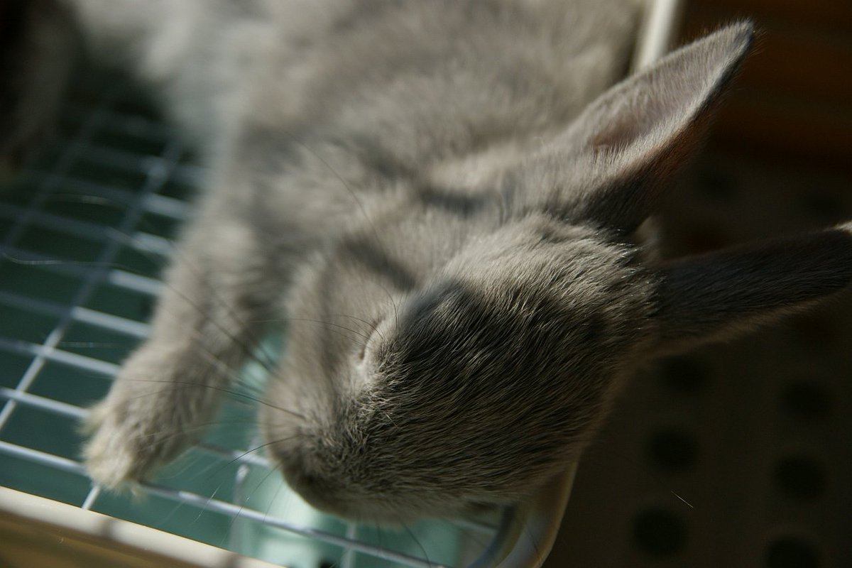 s00516's tweet photo. 昔飼ってた子だけど #全日本きもちよさそうに眠るうさぎ選手権 参戦できそう(´・ω・`) https://t.co/ImwRdQZ9ch