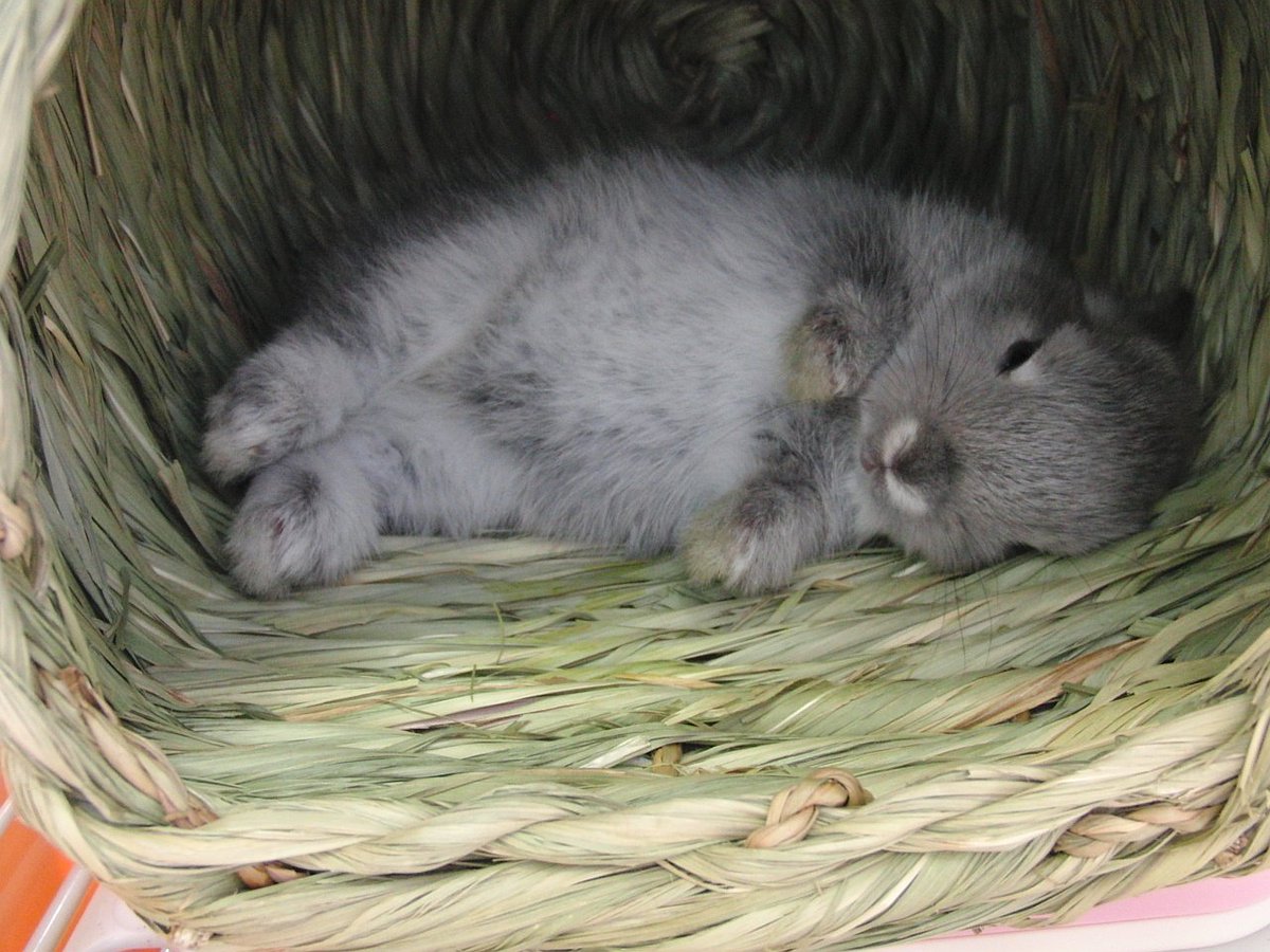 s00516's tweet photo. 昔飼ってた子だけど #全日本きもちよさそうに眠るうさぎ選手権 参戦できそう(´・ω・`) https://t.co/ImwRdQZ9ch