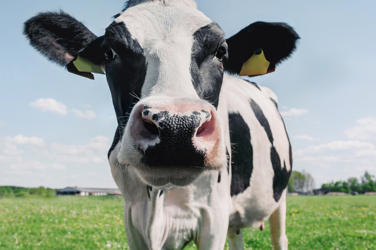 MackMolloy's tweet photo. Happy National Dairy Month! Let’s take a moment to express our gratitude to the dedicated dairy farmers who work hard to bring us delicious dairy products. 🧀🍦🥛🚜#DairyMonth #GratefulForFarmers https://t.co/D87FUABMst