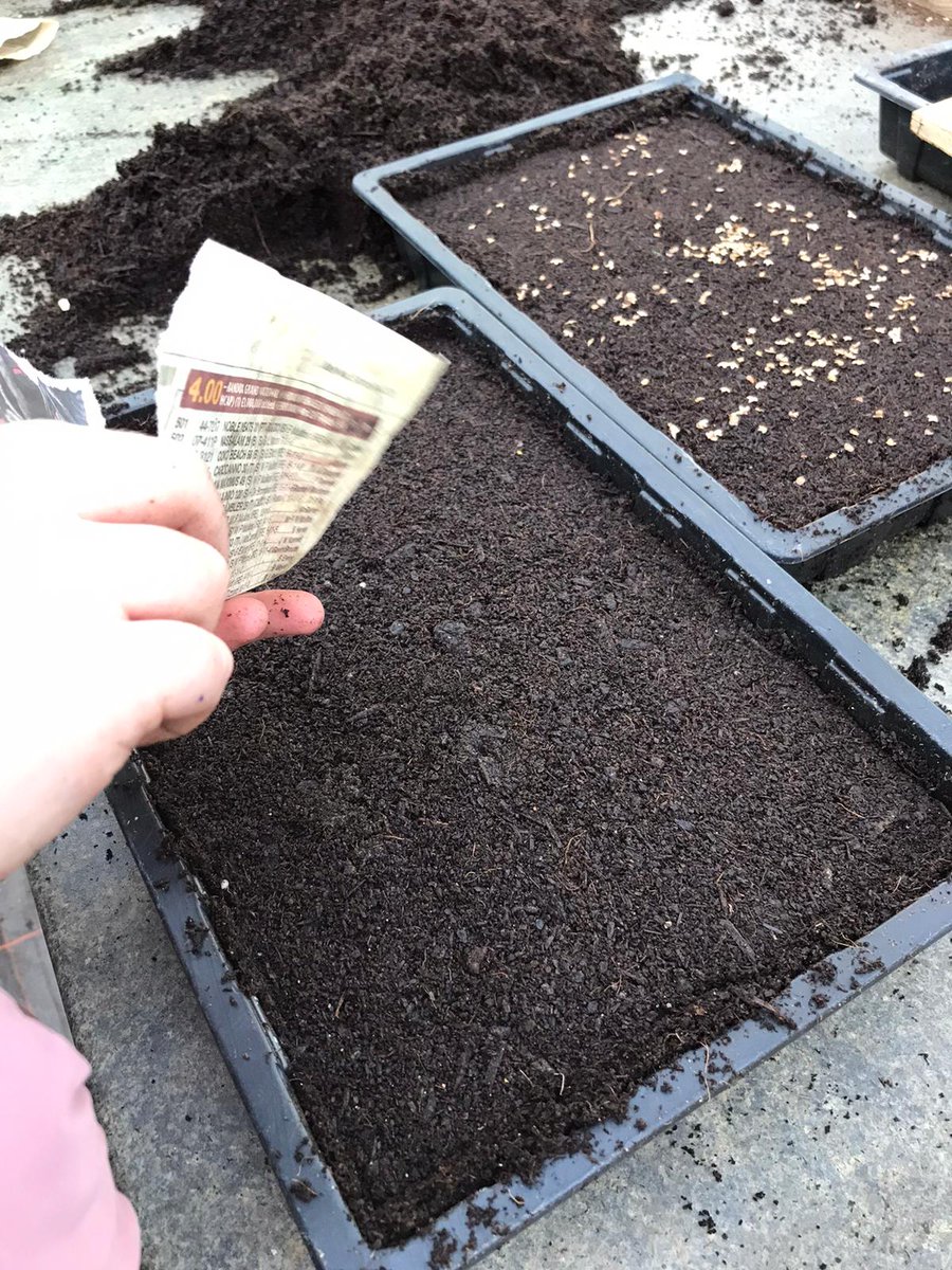 ScotswoodGarden's tweet photo. One of our brilliant youth groups, Adventure Rangers, did some excellent work sowing Alder and Silver Birch tree seeds. Hopefully contributing more new trees to Living Wood's target of 50,000 by 2026 as part of the #seeds2trees initiative👏👏👏
#treeplanting #youthgroups #charity https://t.co/tHmL2usIXZ