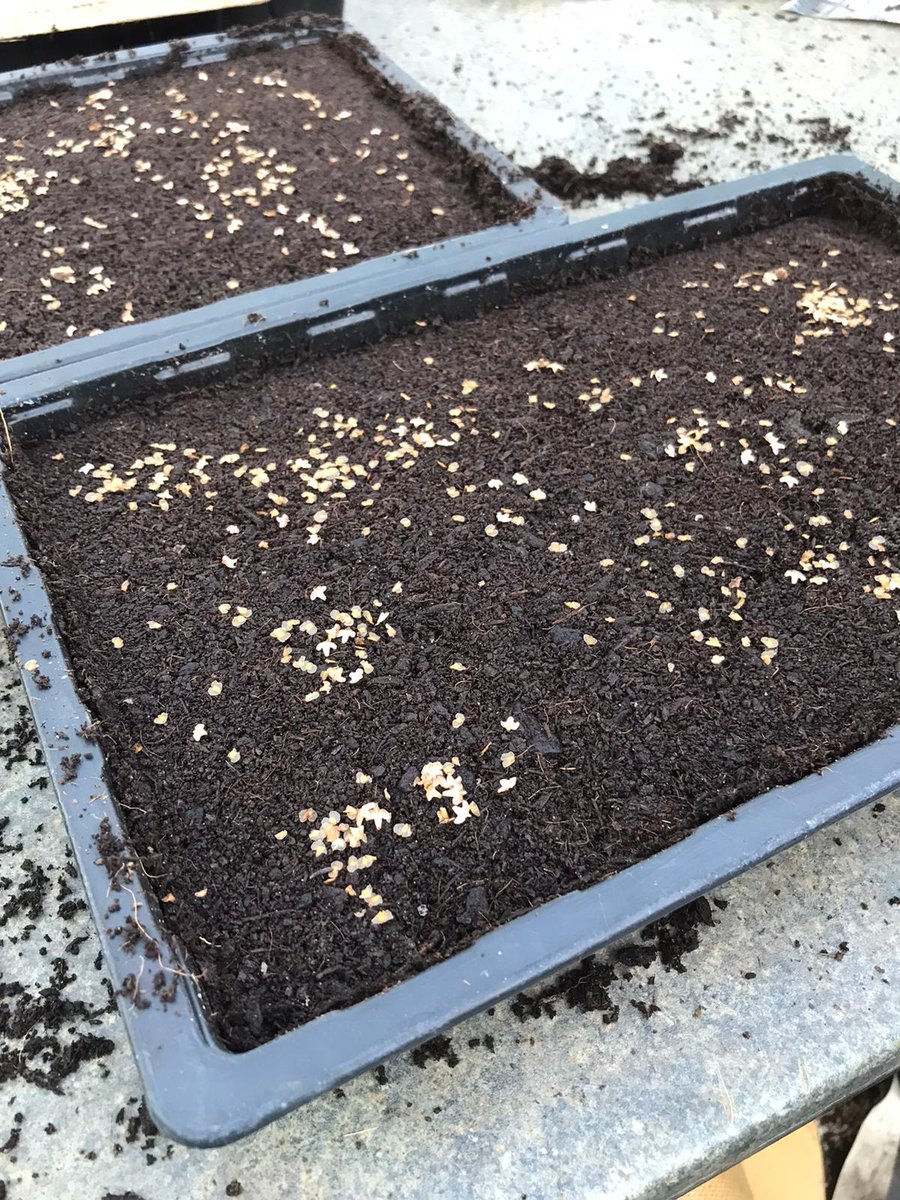 ScotswoodGarden's tweet photo. One of our brilliant youth groups, Adventure Rangers, did some excellent work sowing Alder and Silver Birch tree seeds. Hopefully contributing more new trees to Living Wood's target of 50,000 by 2026 as part of the #seeds2trees initiative👏👏👏
#treeplanting #youthgroups #charity https://t.co/tHmL2usIXZ