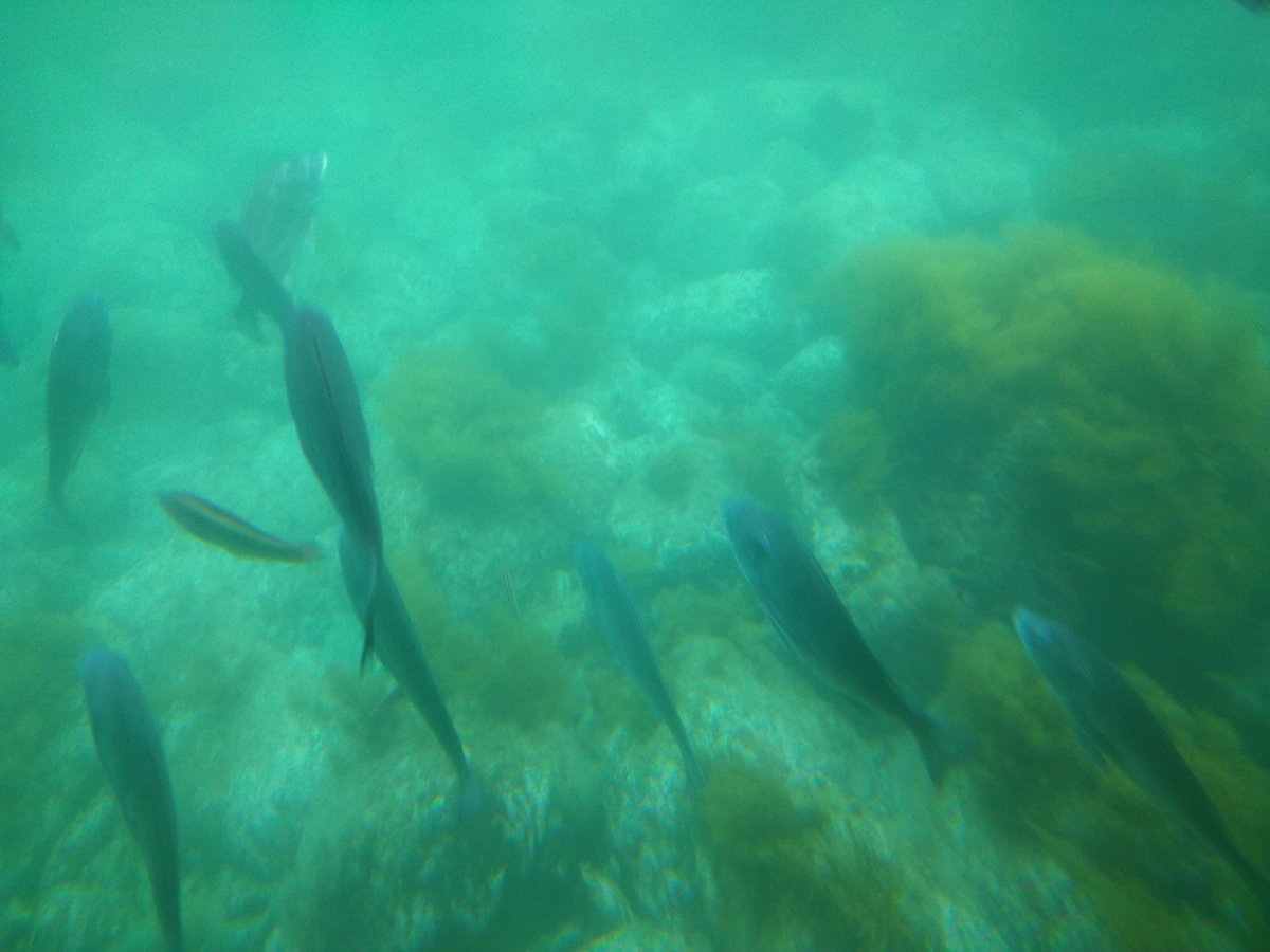 昨日、久しぶりにジーラに乗ったのですが楽しかったです！

ジーラはクジラの形をした船で船底には窓が並び海を泳ぐ魚を見ることができます。船上から見る景色もいいですよ。

※2024年6月現在、JAF会員の方は会員証の提示で乗船料が10%引きになります