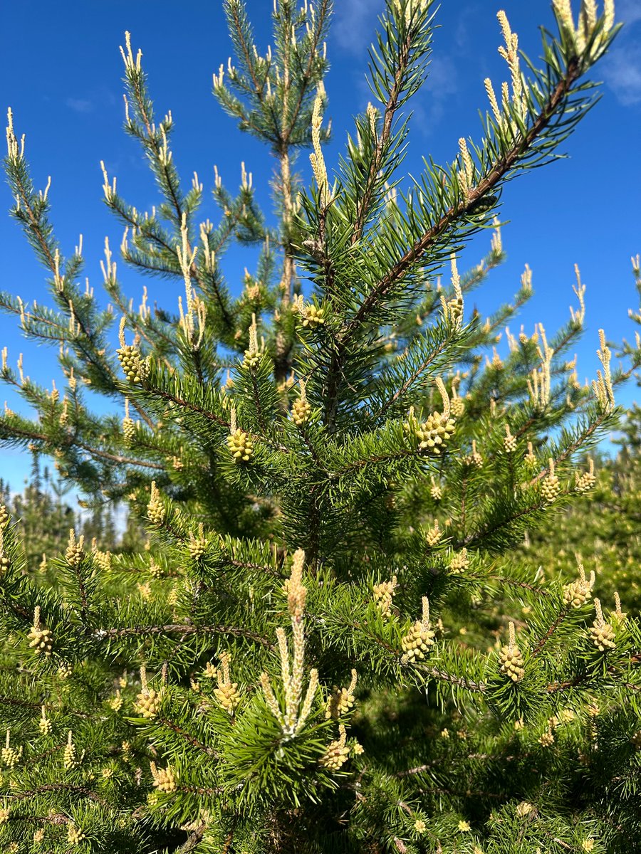 BasedSupps's tweet photo. PINE POLLEN GIVEAWAY

We are giving away 10 of our pine pollen tinctures to celebrate a successful harvest ($700 value)

Retweet and comment to enter. Extra points for based memes

(Winners picked Friday) https://t.co/1c94y9nqNi