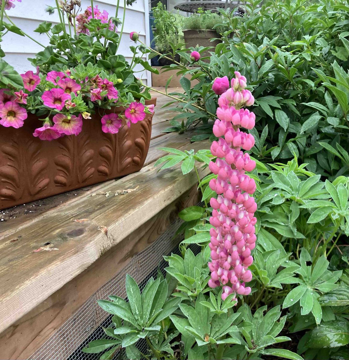 HutchinsonFarm's tweet photo. Our first lupine is blooming!
As you can see, we’re mostly pink…there’s Superbells Magic Pink Lemonade Cali’s along with Calliope Pink geraniums in the terracotta planter, and behind is our century old pink peonies. 
Lots of flowers still available if you haven’t planted yet. https://t.co/rnb70W6jZ5