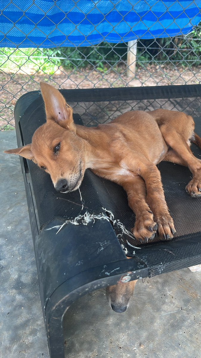 I’ve been trying to save these dogs and change their lives for 10 months since they were little street dog puppies. 

They’re story is remarkable and today it had the perfect ending (1/10) 🧵