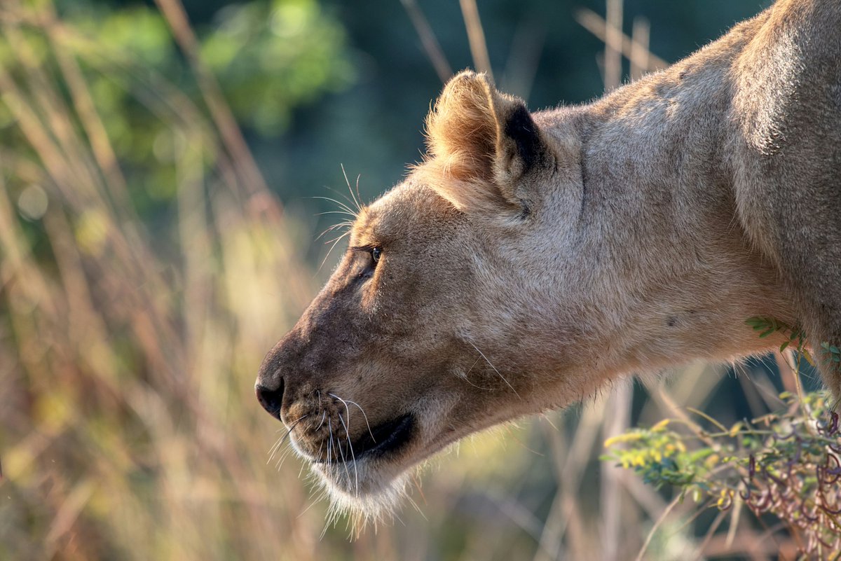 AfriCollection's tweet image. Where was your best safari experience? Tell us in the comments! If you haven’t experienced a safari yet, tell us where is at the top of your list!