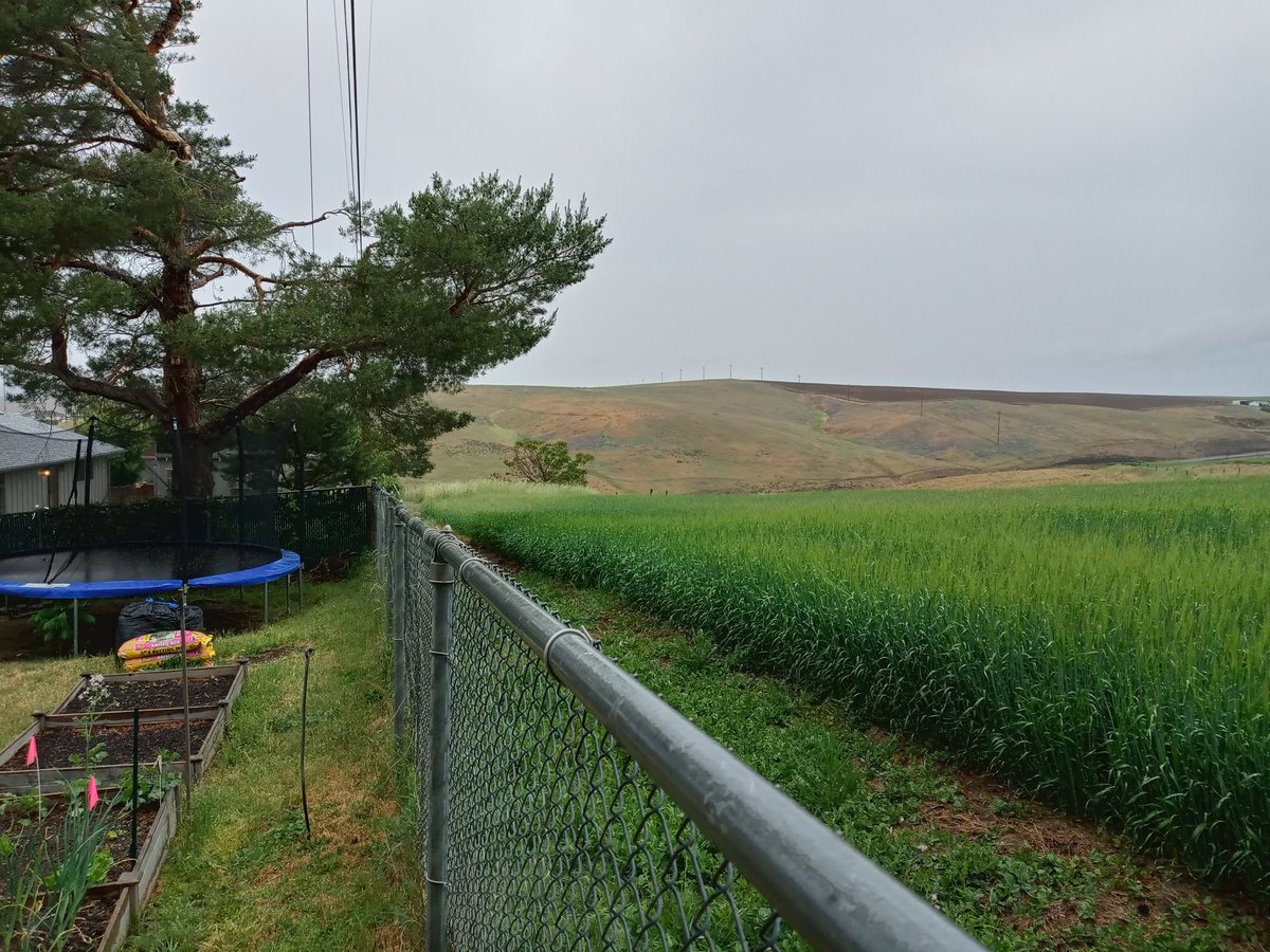 Foto del patio trasero de una casa de familia en la ciudad de Pendleton, Oregon. La cebada sembrada a unos 2 metros de la huerta familiar. Ningún vecino se queja ni hay políticos demagogos poniendo límites ridículos a las tareas agrícolas.