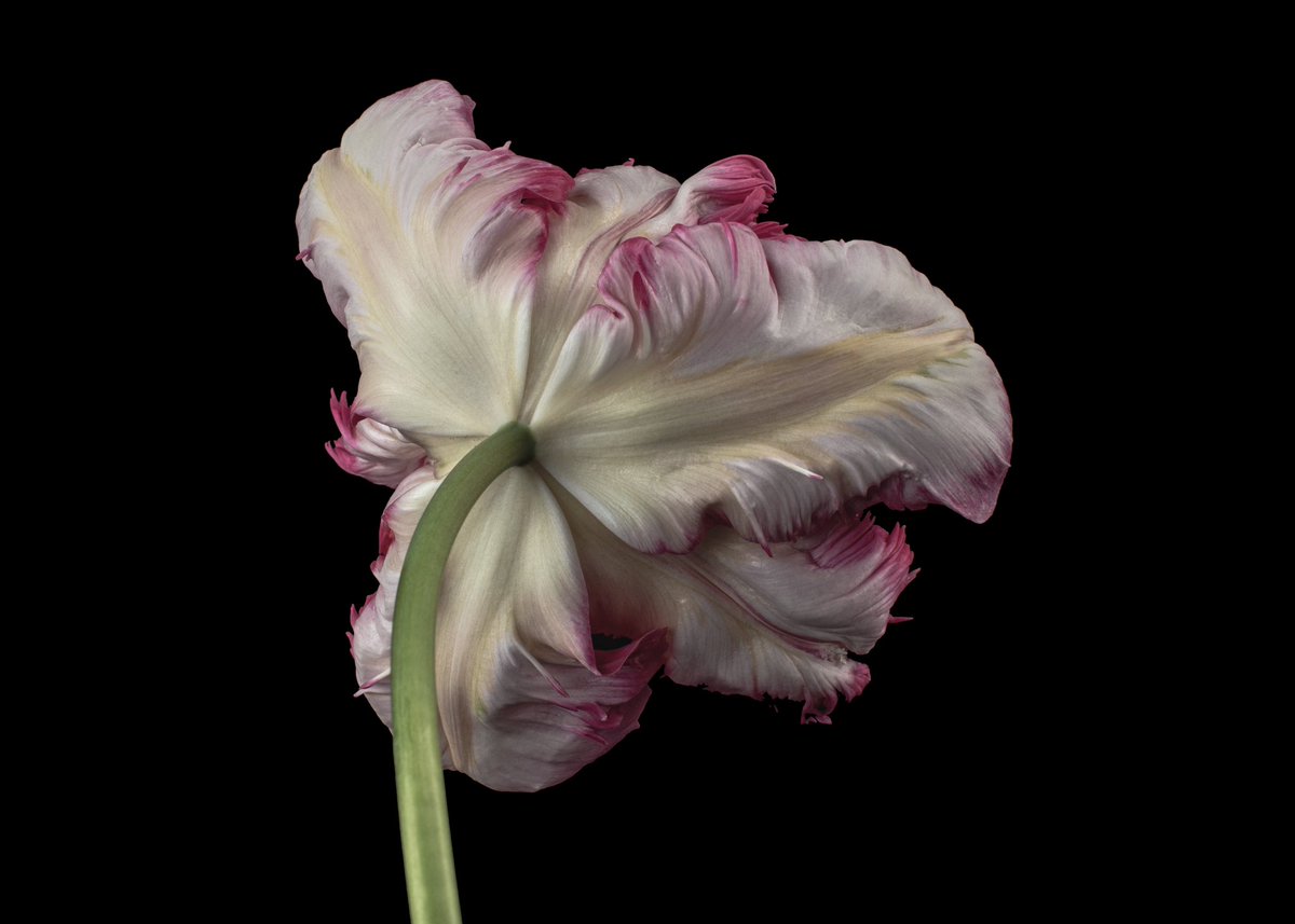 fionacue1's tweet photo. Parrot Tulip #pinkandwhite #flower #tulip #parrottulip #floral #flowerphotography #blackbackground #beautifulfauna #beautifulforna #forna #flowerimage #flowerpics https://t.co/WZT7O5B4zt
