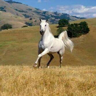 lisanı Hâl tweet media