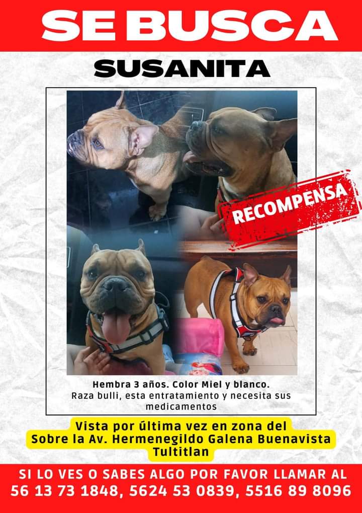 por favor su apoyo para ayudarnos a encontrar mi perrita.
En caso de tener conocimiento localizarnos al número 5571074999
Se perdió en Tultitlán, Estado de México.
<a href="/telediario/">Telediario CdMx</a> <a href="/janupi/">Jaime L. Núñez Piña 🍍</a> <a href="/YulianaEscobedo/">Yuliana Escobedo</a> <a href="/cecysalamanca/">Cecy Salamanca</a> #TelediarioVespertino