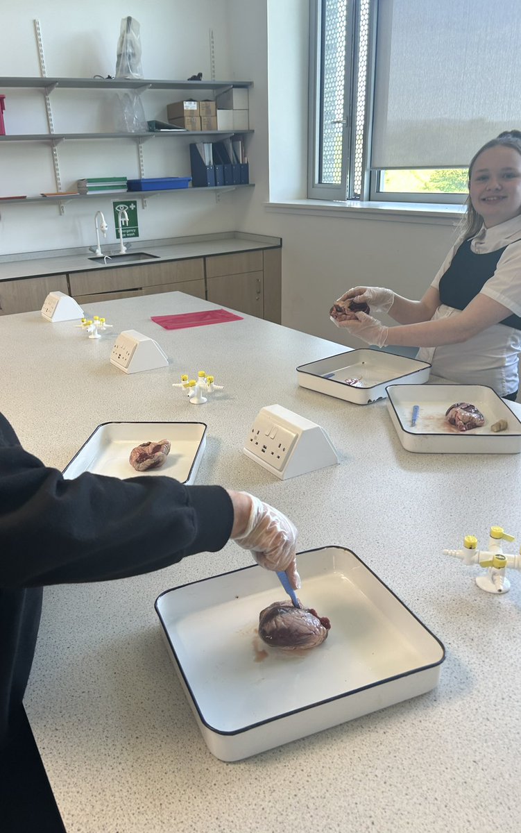 MDouglas2020's tweet photo. N5 Health Sector class dissecting a heart, starting 4th year right♥️ https://t.co/vFrlfygEaJ