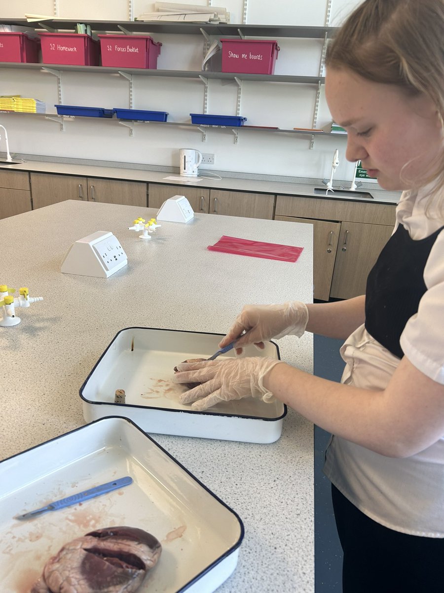MDouglas2020's tweet photo. N5 Health Sector class dissecting a heart, starting 4th year right♥️ https://t.co/vFrlfygEaJ