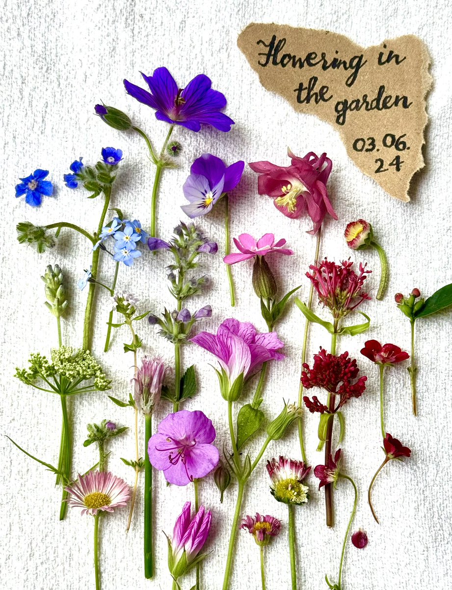 When my #autistic &amp; #ADHD brain’s extra noisy and jumbled, one way I can dial down the fight or flight &amp; really quieten my thoughts is arranging things neatly. 
Flowering in the garden,
03.06.24: