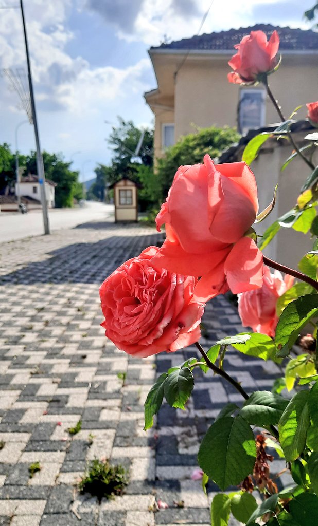 Kaldırımların kırmızı halleri...