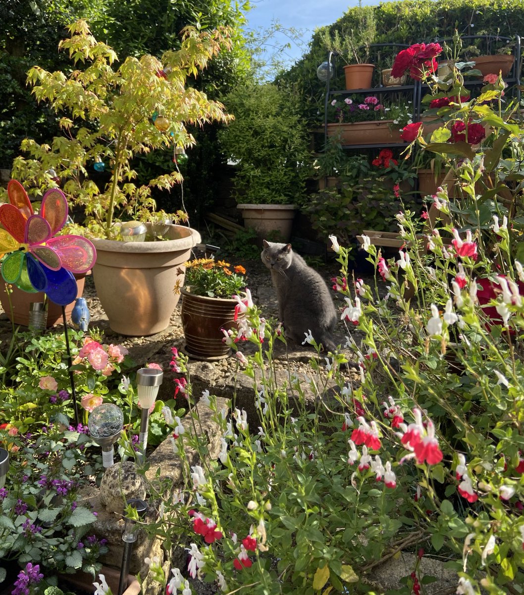 Jane Guy tweet media