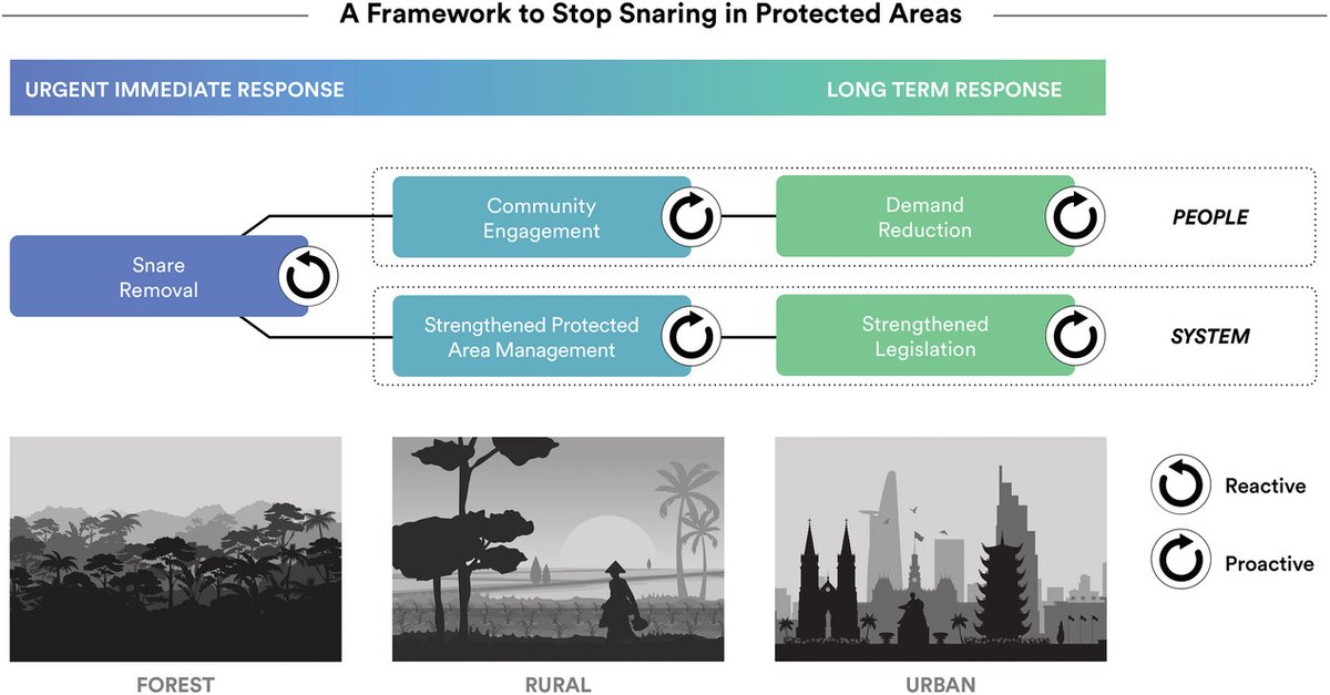 Kathahara's tweet photo. Despite enormous efforts, clearing up #forests doesn't solve the #snaring problem in #SoutheastAsia. Inlcusive people-based solutions are key: https://t.co/5rzwe2FAHD 🌳🌴🦌 https://t.co/YFUUX0lOb1