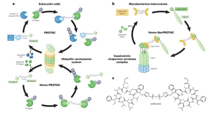 nchembio's tweet photo. PROTAC-ing tuberculosis -- A News &amp; Views highlights recent work @NatureComms on exploiting the bacterial protein degradation complex as an anti-mycobacterial strategy. Read it here https://t.co/N63mMpcjr7 and the original article https://t.co/QHCfxloJEe https://t.co/7JVvs3hrdO