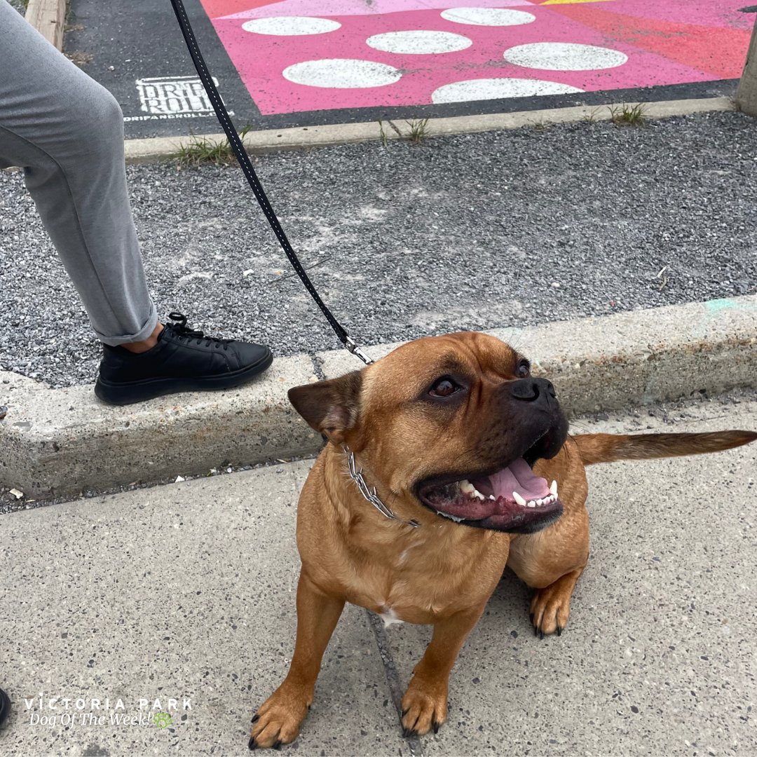 vicparkyyc's tweet photo. t's time to give a round of ap-paws for our Dog of the Week, Hades! 🐶💖 This handsome gent was stealing hearts all around Vic Park! 🐾✨#calgary #calgarybuzz #yyc #dogoftheweek #vicparkyyc https://t.co/GuA7iqe6H6