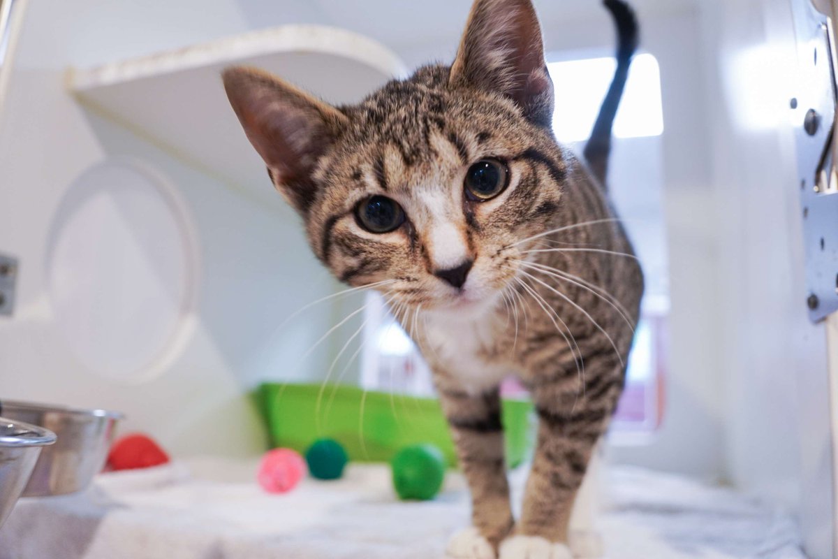 Forsyth Humane Society tweet media