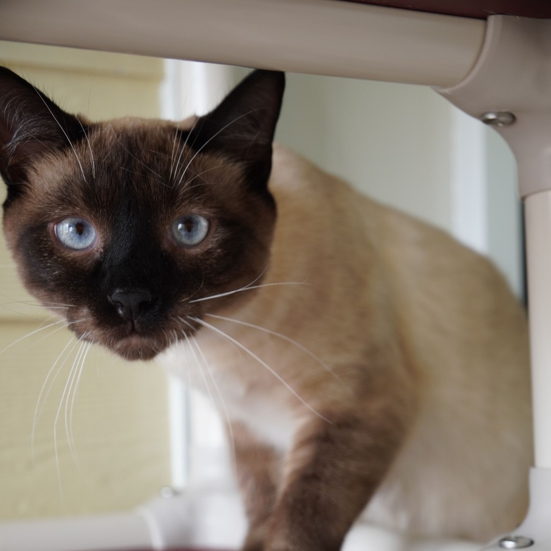 Forsyth Humane Society tweet media