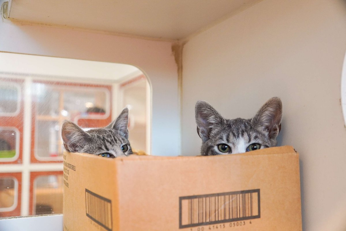 Forsyth Humane Society tweet media