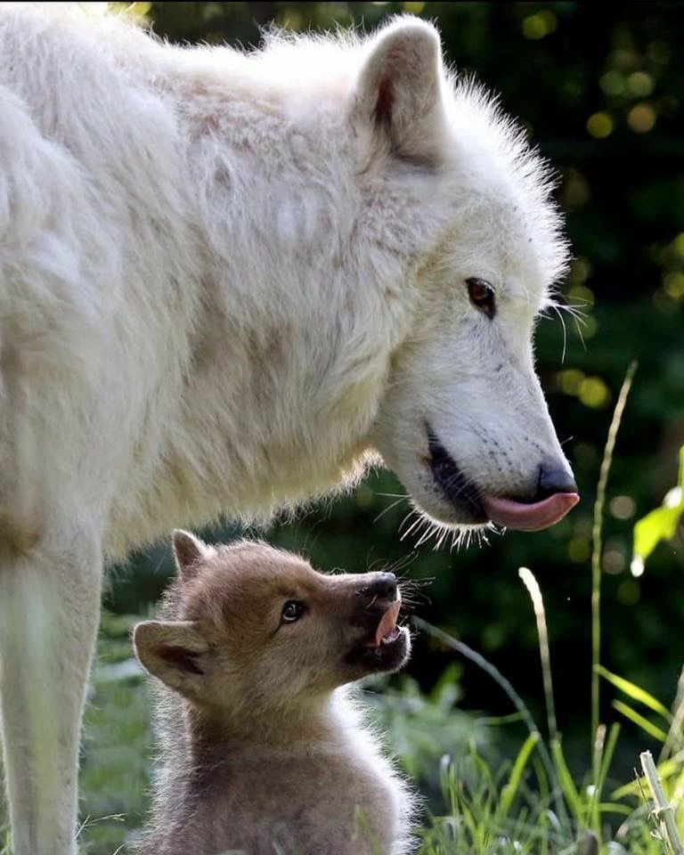 WOLF LOVERS (@wolfrescues22) on Twitter photo 