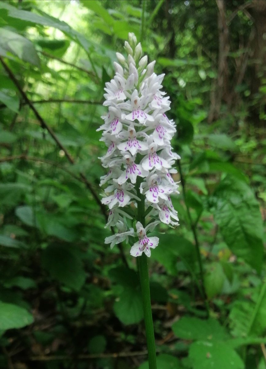 An exquisite Common Spotted-orchid (Dactylorhiza fuchsii) within a relict fragment of semi-natural ancient woodland, close to the M20 on the gault clay at Thurnham, Kent.🌳@ukorchids @BSBIbotany @plantlife @KentFieldClub @KentWildlife @WoodlandTrust @Britnatureguide @maidstonebc