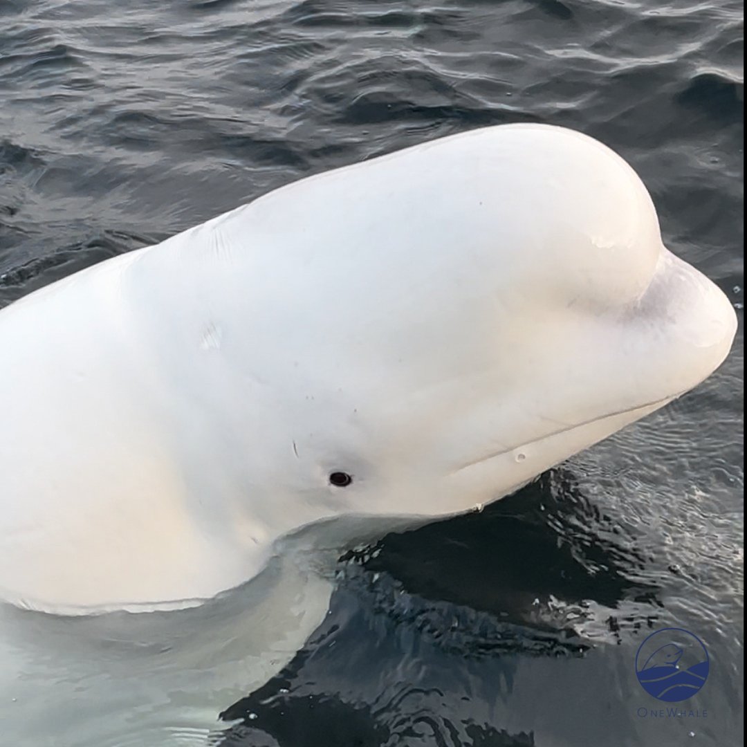 onewhaleorg's tweet photo. Do you subscribe to our newsletter? Join the Friends of Hvaldimir newsletter for updates! Head over to our website and scroll the very bottom of our home page to enter your email! 📧🐋 https://t.co/Qz8Y8G3iwZ

#newsletter #beluga #OneWhale https://t.co/sLkoifW3FE