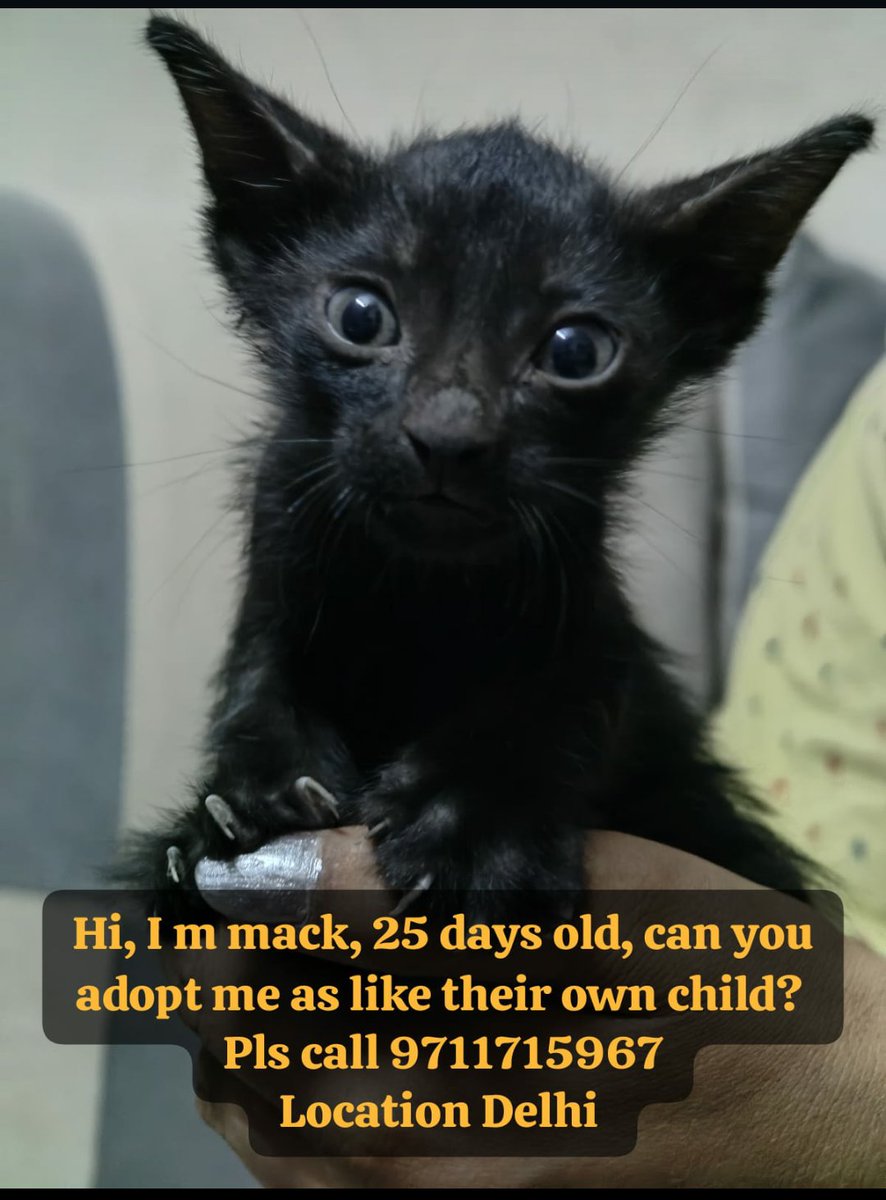 Hello Friends, 
25 days old male kitten for up adoption, pls share sothat as soon get loving family home for mack. 
📞9711715967
Location Delhi
