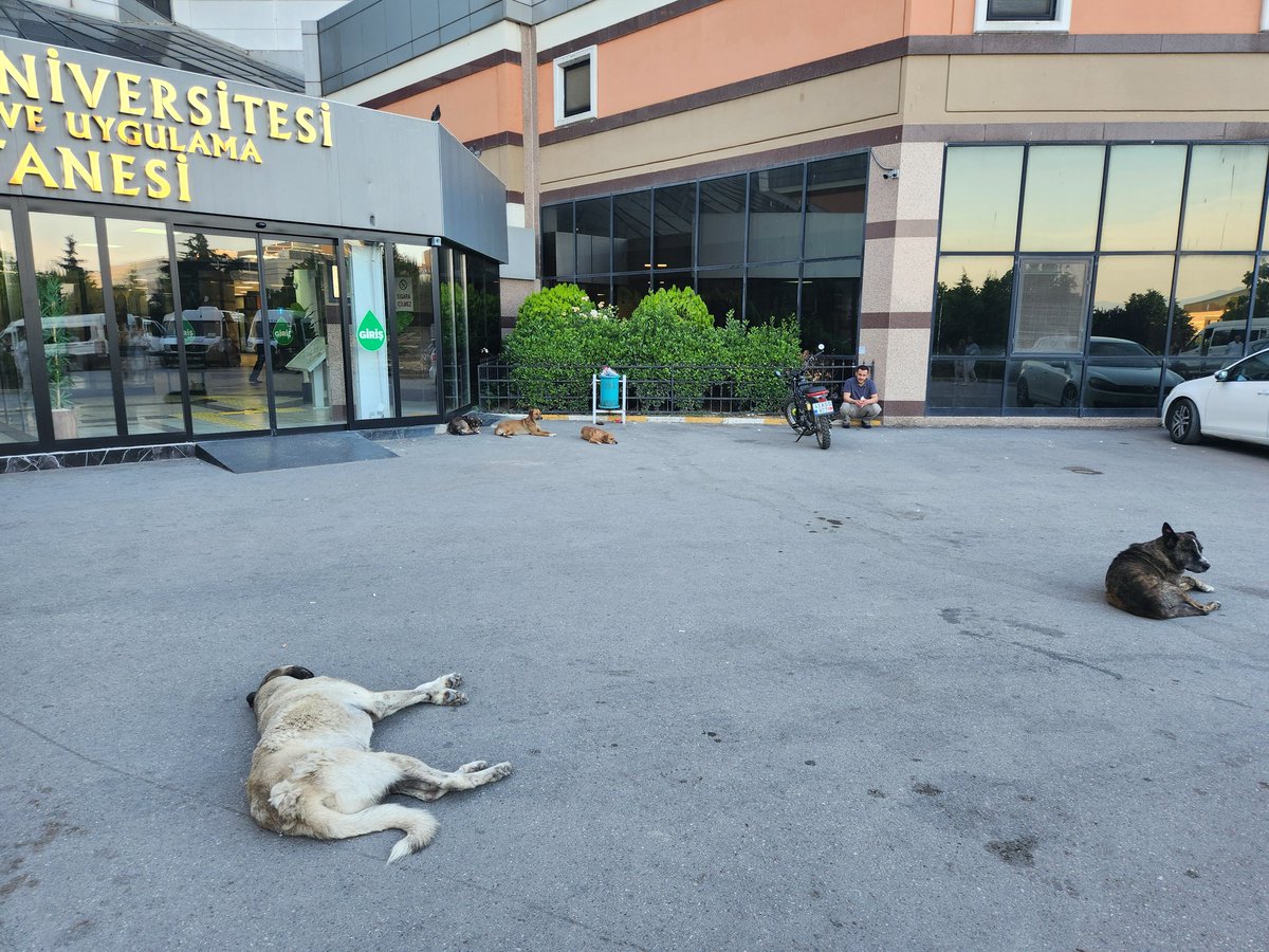 smartus001's tweet photo. Bugün Kocaeli Uni Hastanesinde bir yakinim ameliyat oldu. 
Hastanede yer gök köpek. Orta yere yatiyorlar millet poliklinik girişinde basmadan geçeyim diye akrobasi yapiyor. Bir çocuk ve annesi "abi nolur bizi de geçirin" diyordu otoparktaki köpekler arasindan.
Tam bir paçozluk. Hastane değil veteriner kliniği sanar dışardan biri gelse.