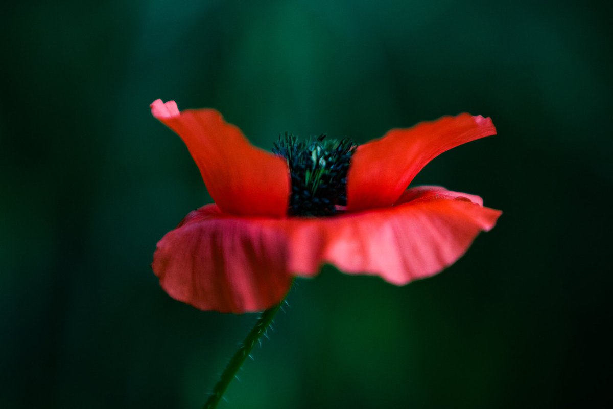 Poppy field photography today. Stunning ♥️ #poppies #photography #PhotographyIsArt #nature #walk